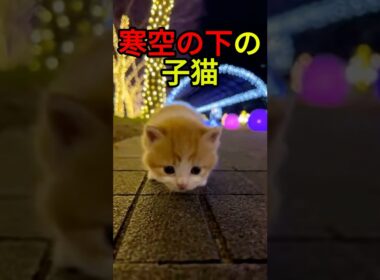 光の中で孤独だった子猫【感動物語】 #shorts