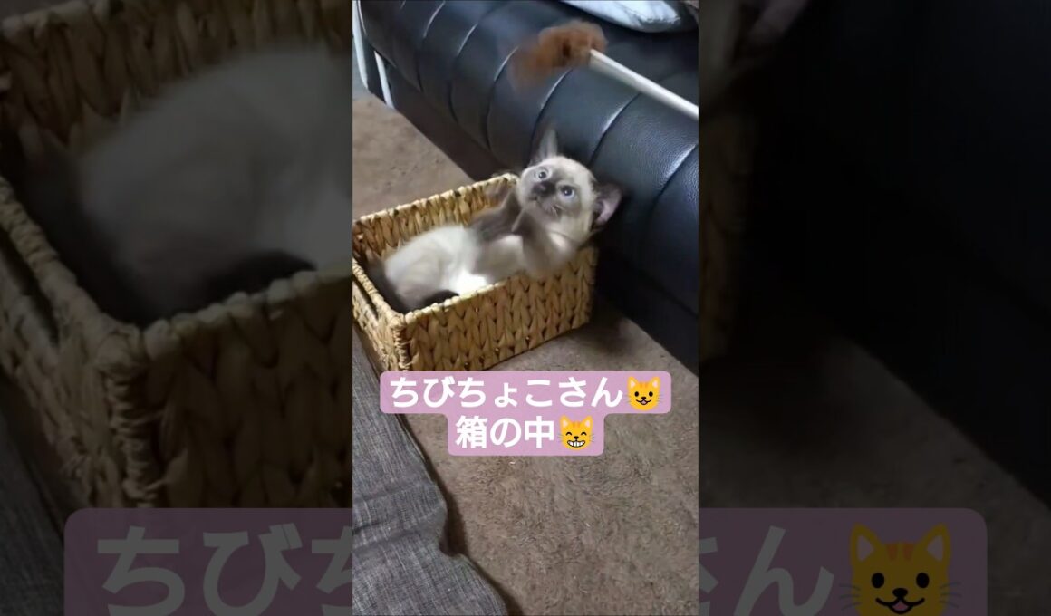 ちびちょこさん😺箱の中で遊ぶ🐈️ #シャム猫 #子猫 #猫じゃらし