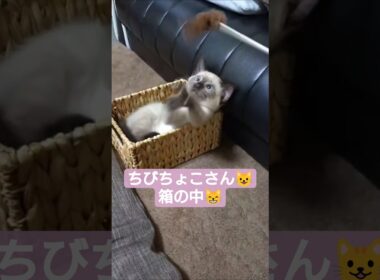 ちびちょこさん😺箱の中で遊ぶ🐈️ #シャム猫 #子猫 #猫じゃらし