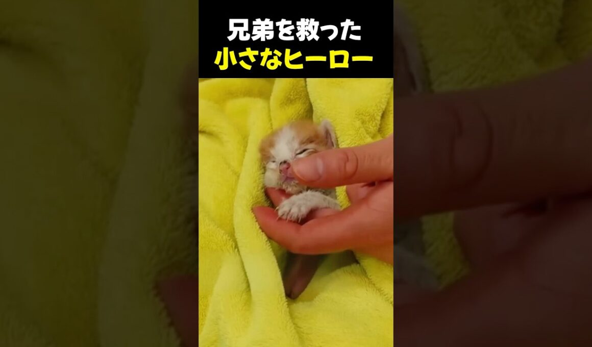 最後まで鳴き続けた子猫が、兄弟を救いました #shorts #子猫 #保護猫 #命の尊さ