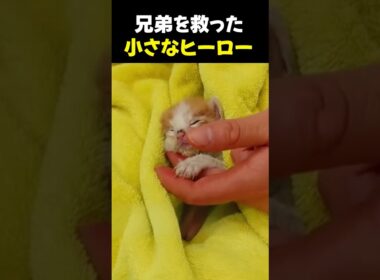 最後まで鳴き続けた子猫が、兄弟を救いました #shorts #子猫 #保護猫 #命の尊さ