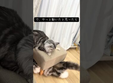 大型猫 | ジェントルジャイアント #メインクーン #ラグドール #mainecoon #ragdoll #猫のいる生活