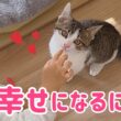 もうひとりじゃないよ✨保護子猫に最高の家族ができた‼︎