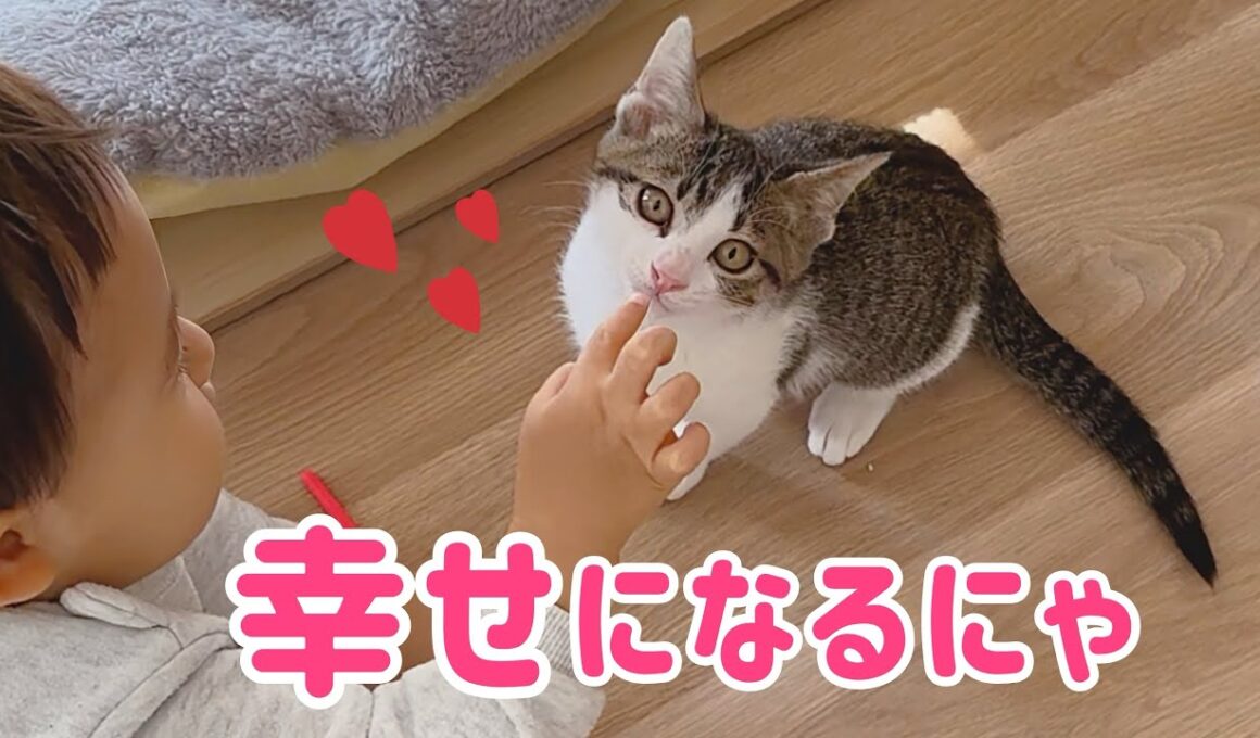 もうひとりじゃないよ✨保護子猫に最高の家族ができた‼︎
