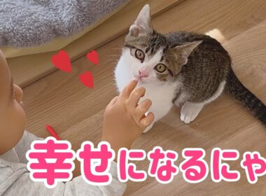 もうひとりじゃないよ✨保護子猫に最高の家族ができた‼︎