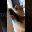 爪が引っかかる可愛い猫 #cats #pets #ノルウェージャンフォレストキャット #猫のいる暮らし #cat #ノル猫5にゃんねる #猫
