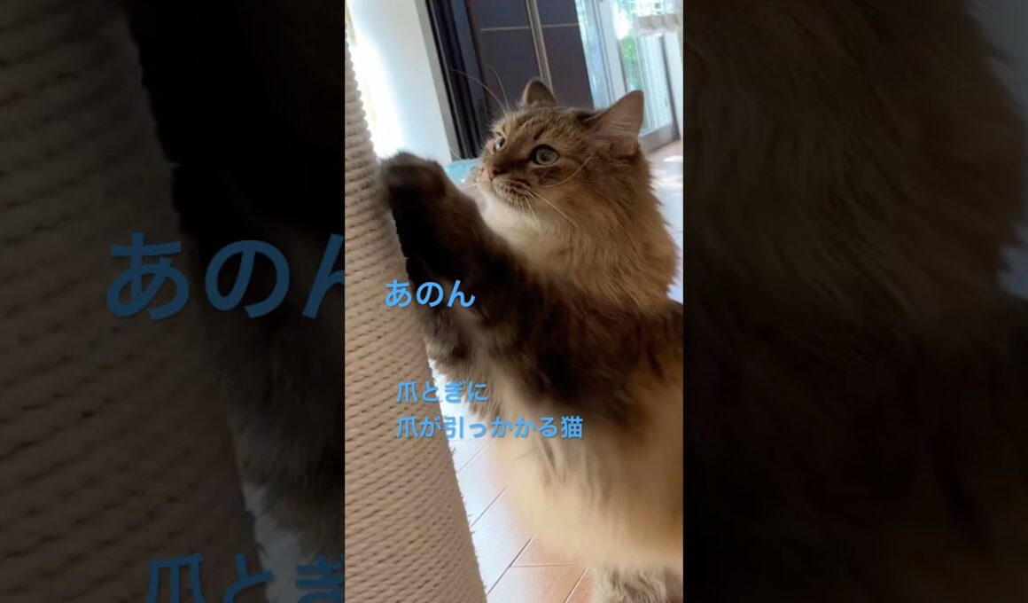 爪が引っかかる可愛い猫 #cats #pets #ノルウェージャンフォレストキャット #猫のいる暮らし #cat #ノル猫5にゃんねる #猫