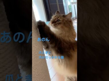 爪が引っかかる可愛い猫 #cats #pets #ノルウェージャンフォレストキャット #猫のいる暮らし #cat #ノル猫5にゃんねる #猫