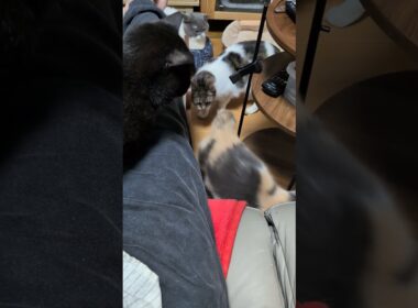 【猫】猫のいる暮らし 2026/01/21【ボンベイ・ブリティッシュショートヘア・アメリカンカール・エキゾチックショートヘアー】#shorts