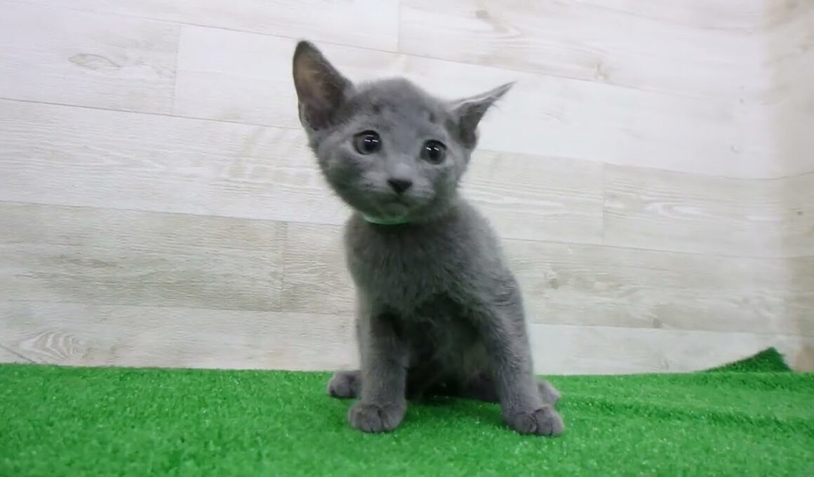 Coo&RIKU　No.00748607 ロシアンブルー