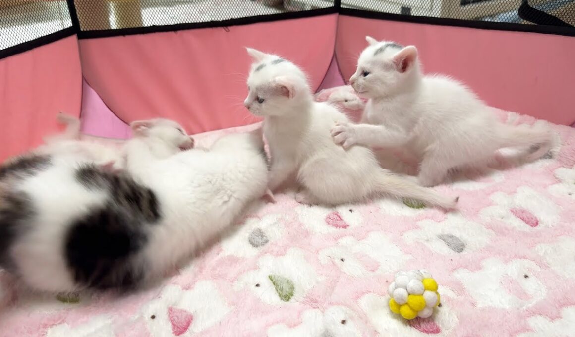 はりきりすぎちゃう子猫とのにゃんプロを心配そうに見つめる赤ちゃん猫【白玉ちゃん＆坊ちゃん＆たこやき君日記】Baby cats and kittens playing together