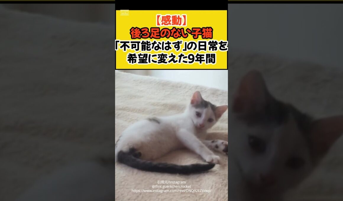 【感動】後ろ足のない子猫。「不可能なはず」の日常を、希望に変えた9年間 #shorts #ねこ #保護猫 #cat #感動 #ニュース #猫のいる暮らし #青山龍星