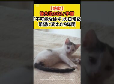 【感動】後ろ足のない子猫。「不可能なはず」の日常を、希望に変えた9年間 #shorts #ねこ #保護猫 #cat #感動 #ニュース #猫のいる暮らし #青山龍星