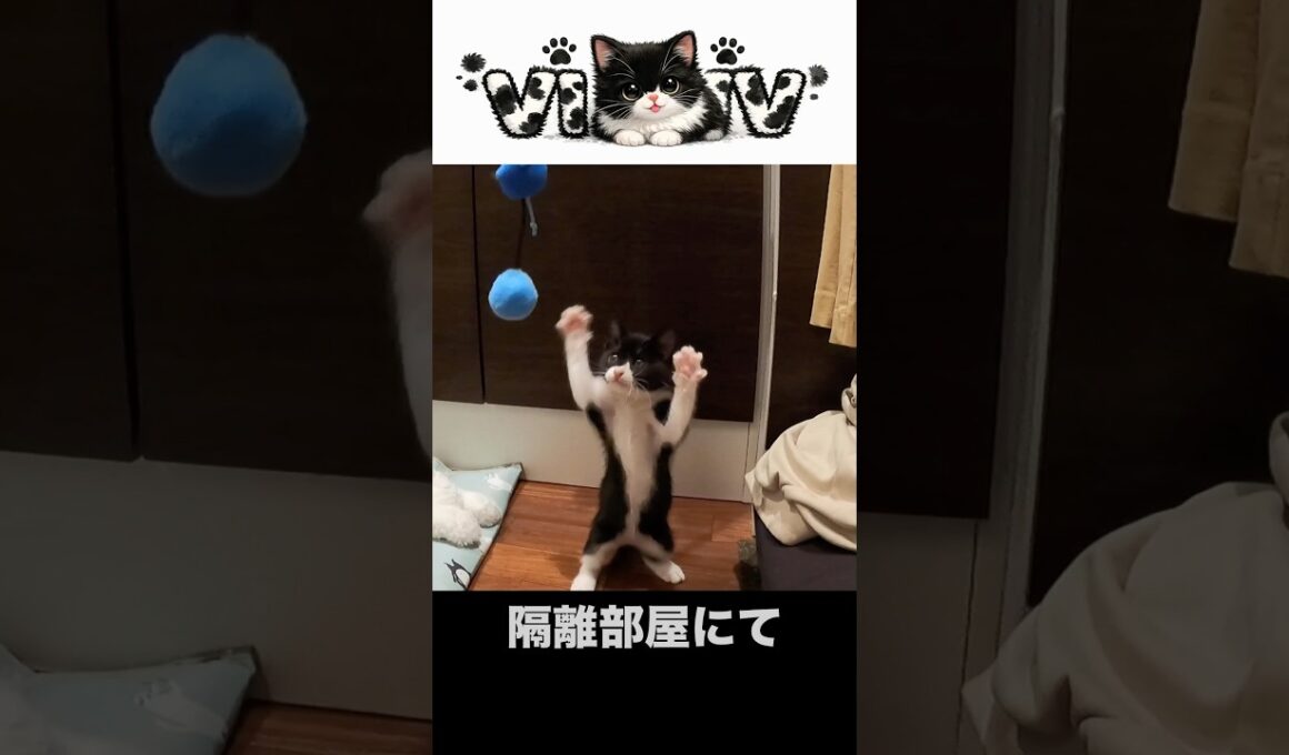 まるで毛玉のような子猫ヴィヴィ003#shorts #保護猫 #子猫 #多頭飼い