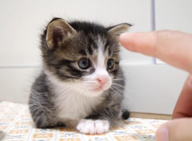 ニャーニャとカワイイ鳴き声で赤ちゃん子猫のペアがママにご飯のおねだりおねだり？【赤ちゃん猫　保護猫】