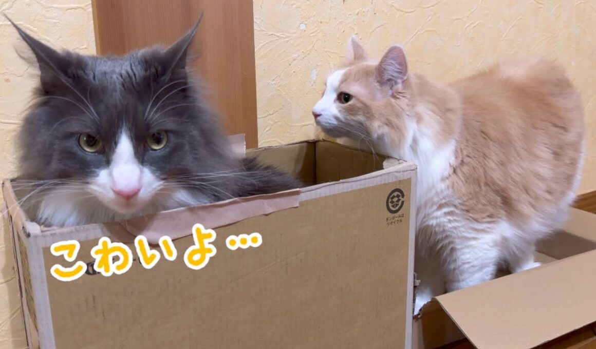 【恐怖⁉︎】お兄ちゃんの圧が怖すぎる…！！！ノルウェージャンフォレストキャットとターキッシュアンゴラ