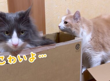 【恐怖⁉︎】お兄ちゃんの圧が怖すぎる…！！！ノルウェージャンフォレストキャットとターキッシュアンゴラ