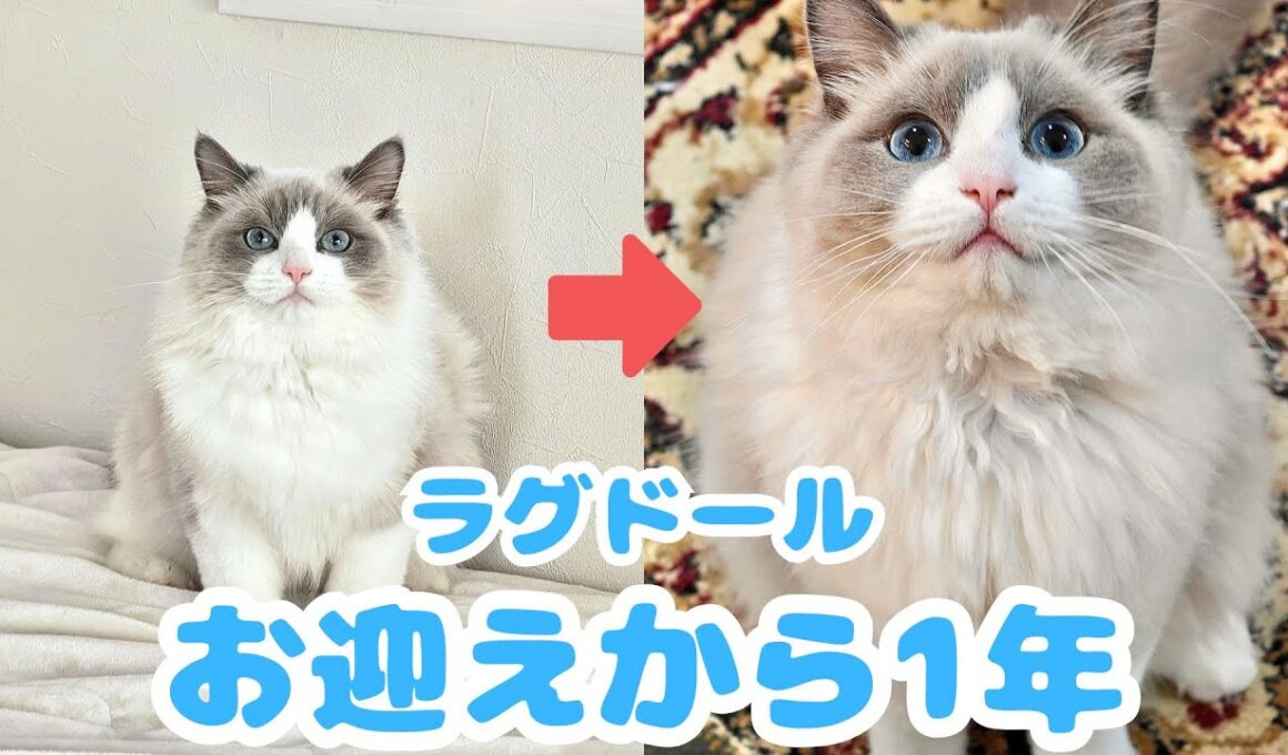 甘えん坊だった子猫が立派な猫ちゃんに成長するまでの1年間の密着記録【ラグドール】