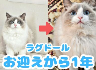 甘えん坊だった子猫が立派な猫ちゃんに成長するまでの1年間の密着記録【ラグドール】