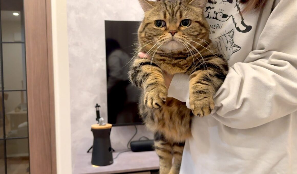 逃亡の末、確保されて観念するメル