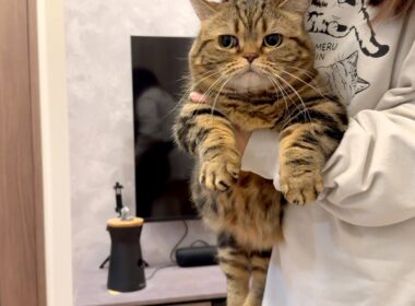 逃亡の末、確保されて観念するメル