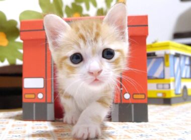 子猫を誘い出す大作戦【赤ちゃん猫　保護猫】