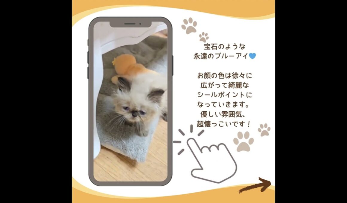 可愛い♡にゃんこ紹介 #子猫 #ヒマラヤン #子猫ブリーダーナビ