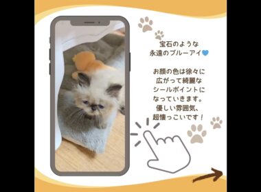 可愛い♡にゃんこ紹介 #子猫 #ヒマラヤン #子猫ブリーダーナビ