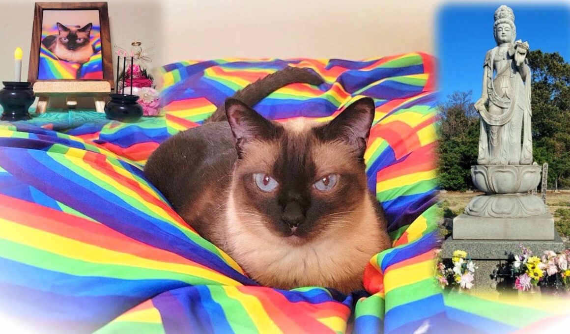 故シャム猫の葬儀でお世話になったペット霊園にお参りへ🗽
