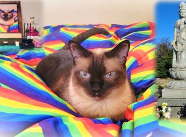 故シャム猫の葬儀でお世話になったペット霊園にお参りへ🗽