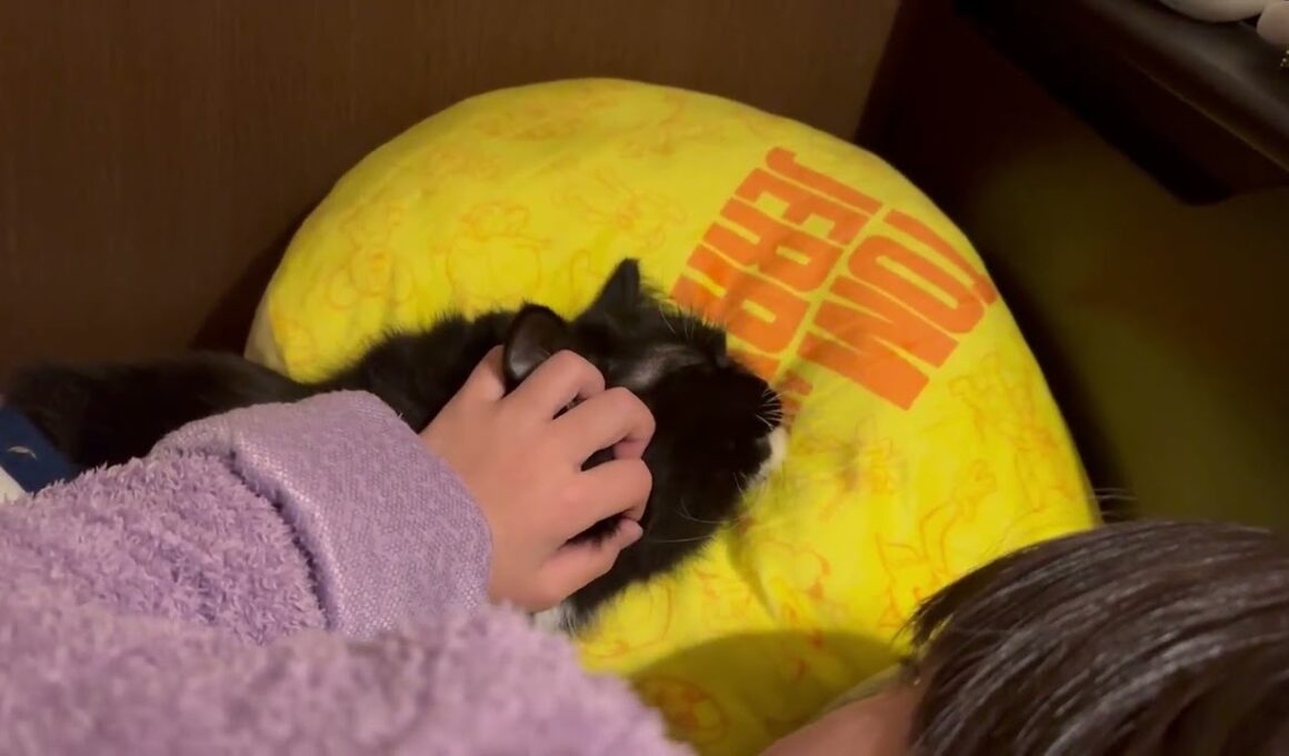 一緒に寝る猫　ラガマフィン　サイベリアンCats sleeping together. Ragamuffin. Siberian