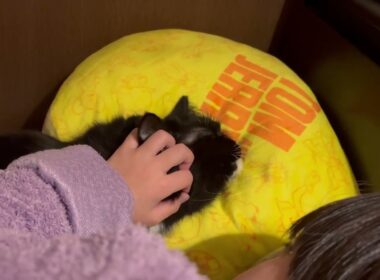 一緒に寝る猫　ラガマフィン　サイベリアンCats sleeping together. Ragamuffin. Siberian