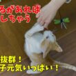【沖縄っ子】人馴れ抜群の茶白子猫とシャイな黒白子猫たち