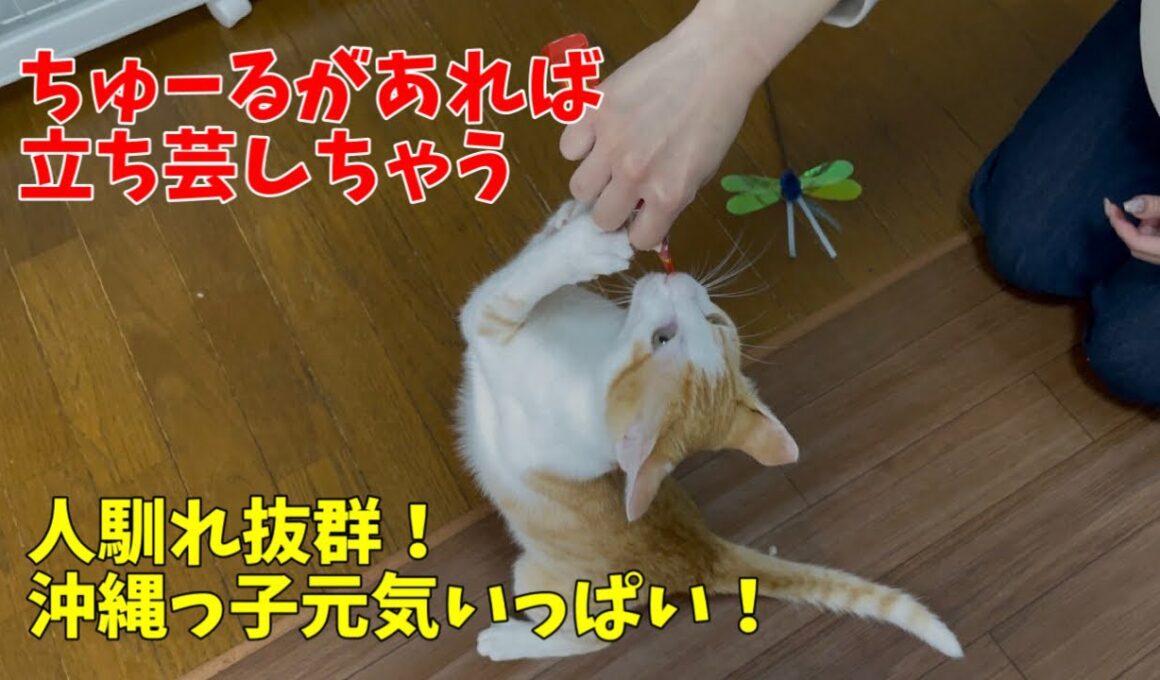 【沖縄っ子】人馴れ抜群の茶白子猫とシャイな黒白子猫たち