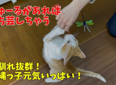 【沖縄っ子】人馴れ抜群の茶白子猫とシャイな黒白子猫たち