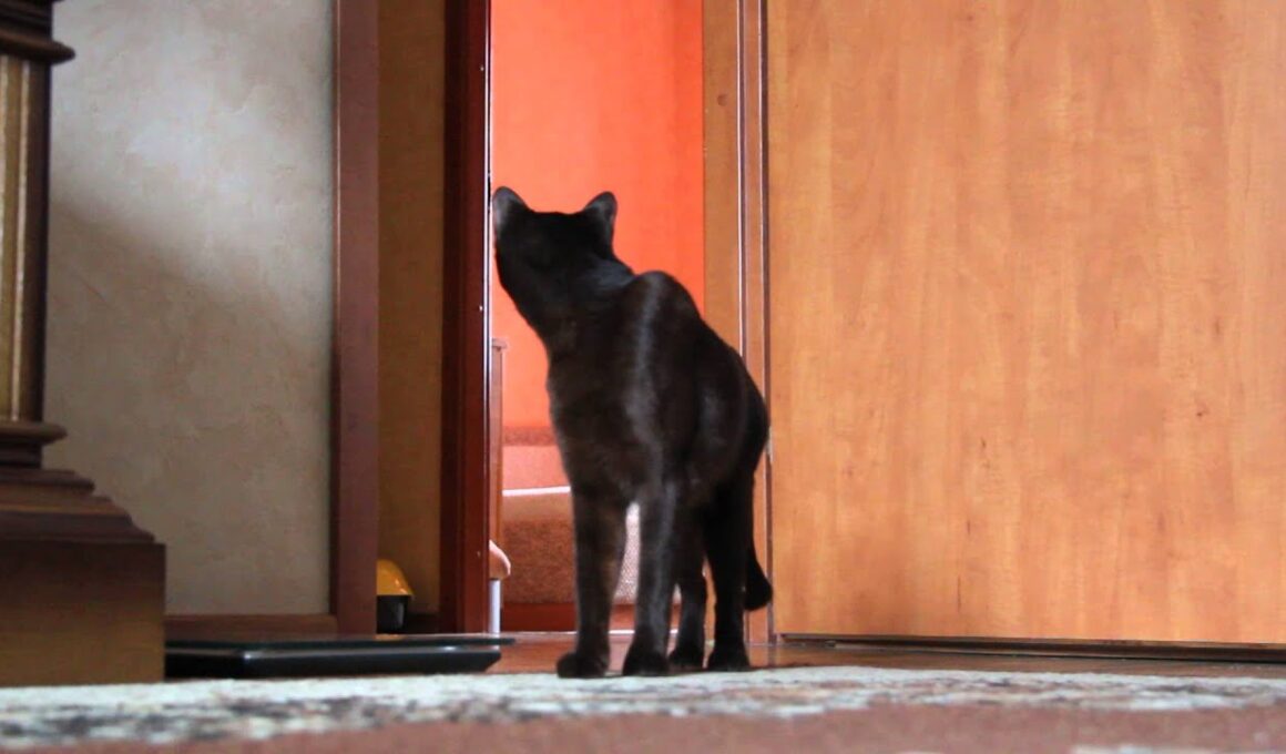 Gauderic Havana Brown Cat