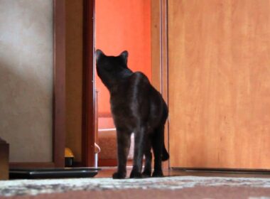 Gauderic Havana Brown Cat