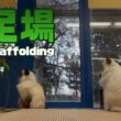 バーマン猫ガブとラフ【足場】Scaffolding（バーマン猫）Birman/Cat