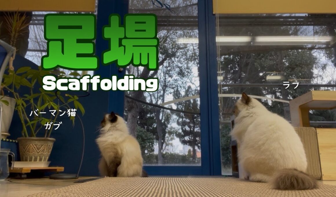 バーマン猫ガブとラフ【足場】Scaffolding（バーマン猫）Birman/Cat