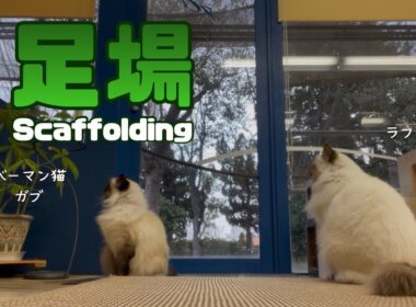 バーマン猫ガブとラフ【足場】Scaffolding（バーマン猫）Birman/Cat