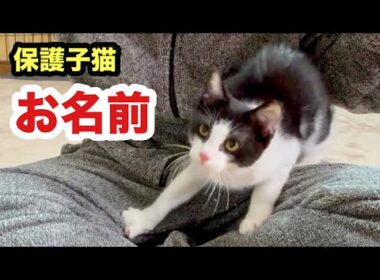 保護子猫のお名前が決定しました！