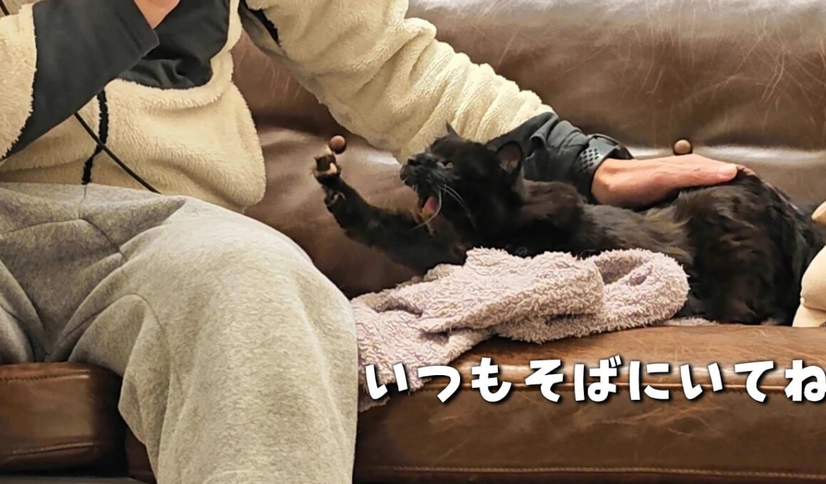 なにがあってもパパから離れない猫