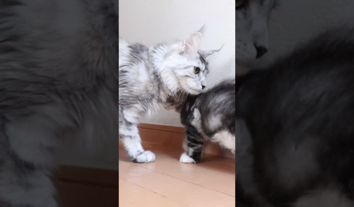 生後63日メインクーンシルバーのドンチッチ君