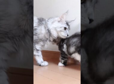 生後63日メインクーンシルバーのドンチッチ君