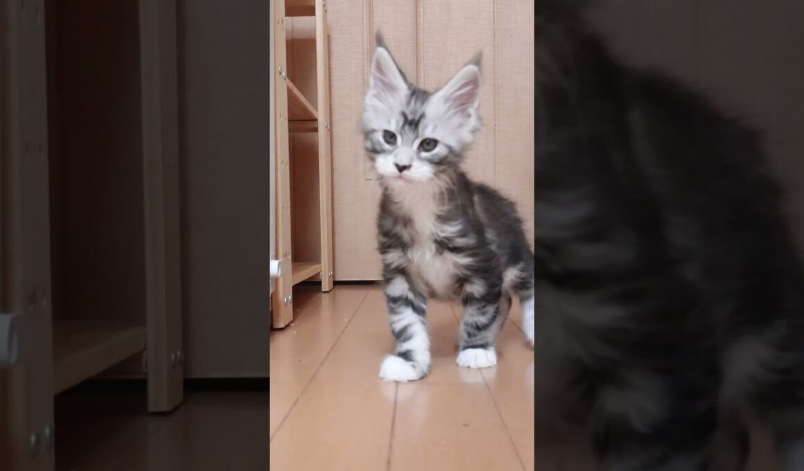 生後63日メインクーンシルバーのドンチッチ君