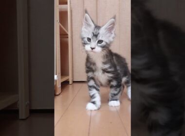 生後63日メインクーンシルバーのドンチッチ君