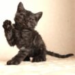 セルカークレックス子猫　Selkirk Rex　2025.12.4産まれ　ブラックスモークタビー　巻き毛　男の子　シーダキャット猫のお店