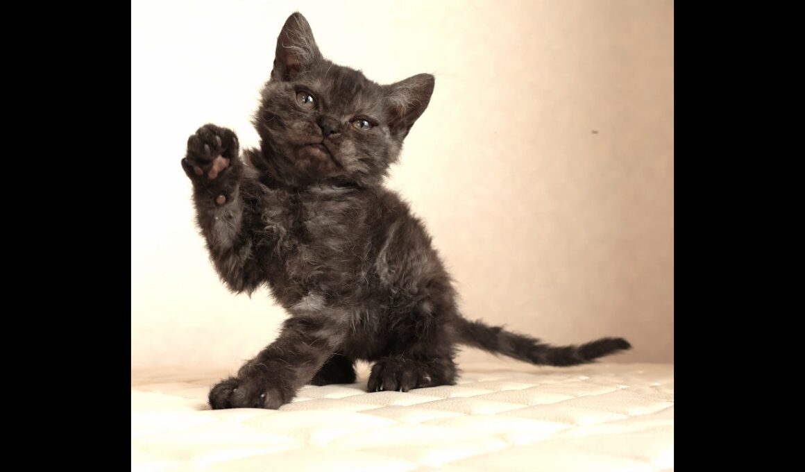 セルカークレックス子猫　Selkirk Rex　2025.12.4産まれ　ブラックスモークタビー　巻き毛　男の子　シーダキャット猫のお店