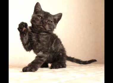 セルカークレックス子猫　Selkirk Rex　2025.12.4産まれ　ブラックスモークタビー　巻き毛　男の子　シーダキャット猫のお店