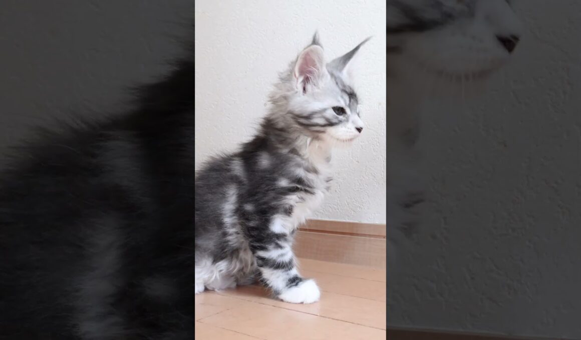 生後63日メインクーンシルバーのドンチッチ君